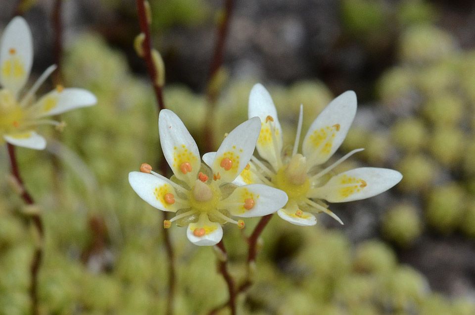 Saxifraga bryoides / Sassifraga brioide